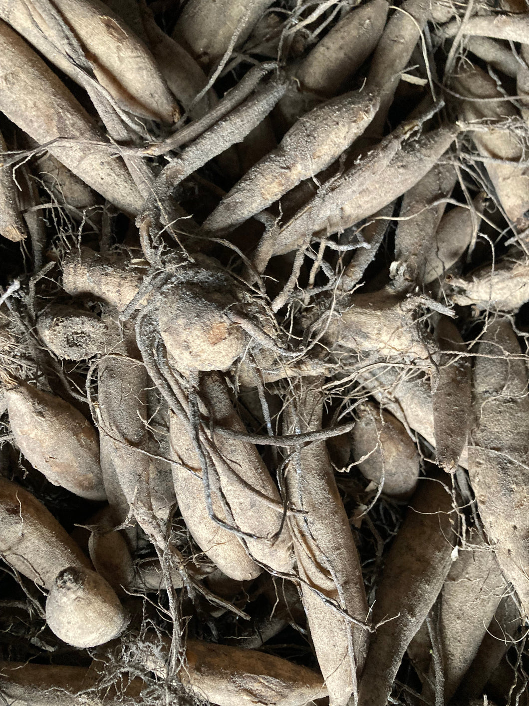 Dahlia pink and yellow 'Fringed Star' semi-cactus flowered - 2, 3 or 5 tubers - Free delivery within the UK