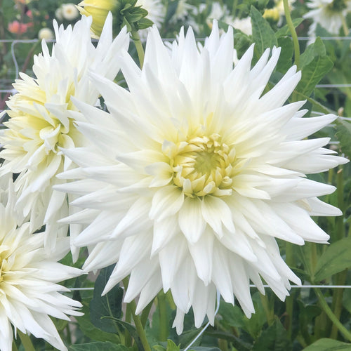 Dahlia white 'My Love' semi-cactus flowered - 2, 3 or 5 tubers - Free delivery within the UK