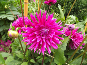 Dahlia 'Purple Gem' semi-cactus flowered - 1, 2, 3 or 5 tubers - Free delivery within the UK
