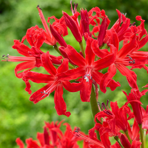 Red Guernsey Lily (Bulb) FREE UK Delivery