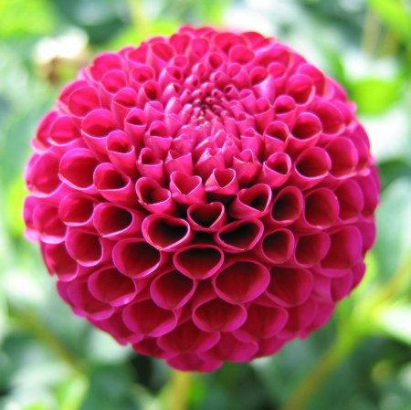 Dahlia purple 'Rocco' pompon flowered - 2, 3 or 5 tubers - Free delivery within the UK