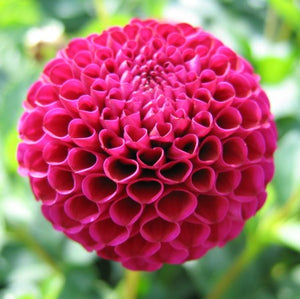 Dahlia purple 'Rocco' pompon flowered - 2, 3 or 5 tubers - Free delivery within the UK