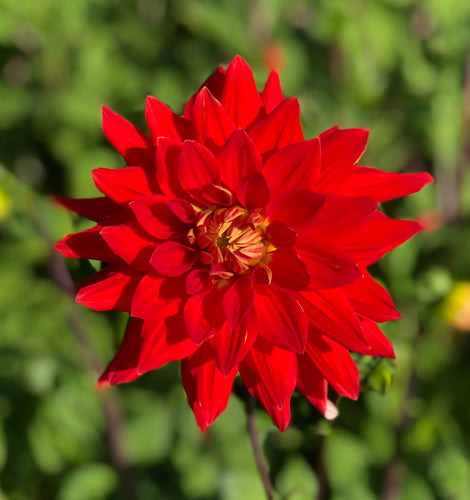Dahlia red 'Vulcan' semi-cactus flowered - 2, 3 or 5 tubers - Free delivery within the UK
