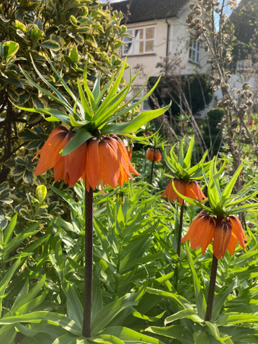 Crown Imperial 'Aurora' (Fritillaria imperialis) 3 or 5 bulbs