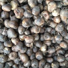 Load image into Gallery viewer, Crocus 'Dorrit' 10, 20, 30 or 50 bulbs - Free delivery within the UK