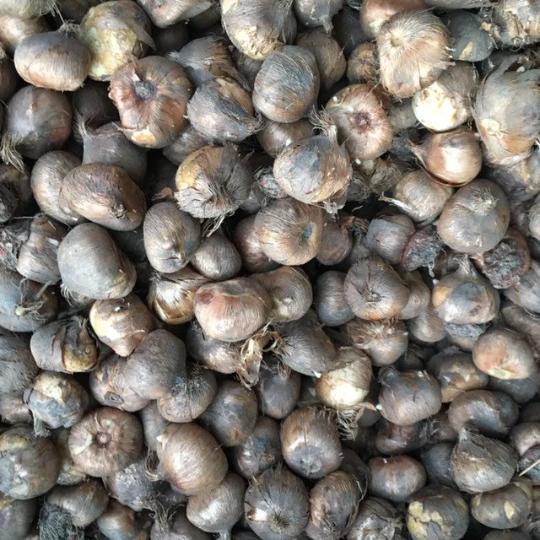Crocus 'Dorothy' 10, 20, 30 or 50 bulbs - Free delivery within the UK