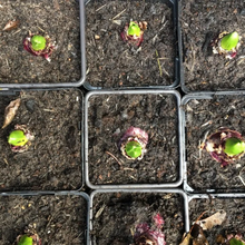 Load image into Gallery viewer, Hyacinth 'White Pearl' (Hyacinth orientalis) 3, 5, 10 or 20 bulbs - Free delivery within the UK