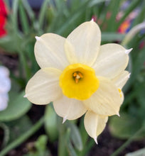 Load image into Gallery viewer, Daffodil mix of rockery types 10, 20 or 30 bulbs - Free delivery within the UK