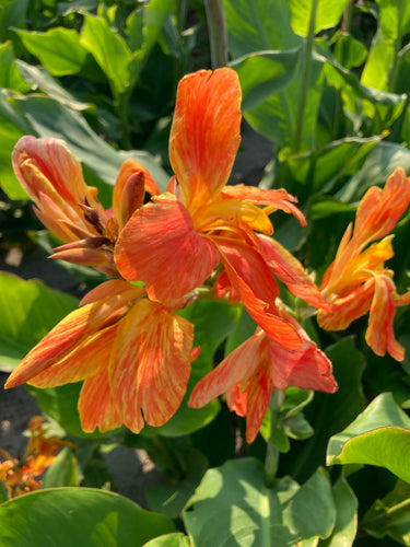 Canna Lily 'Salsa' - 1 or 2 tubers - Free delivery within the UK