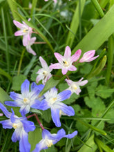 Load image into Gallery viewer, Mixed Varieties of Chionodoxa or Glory of the Snow - 10, 20 or 50 bulbs - Free delivery within the UK