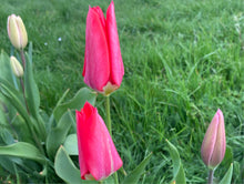 Load image into Gallery viewer, Tulip bulbs &#39;Toronto&#39; - 10, 15 or 20 bulbs - Free delivery within the UK