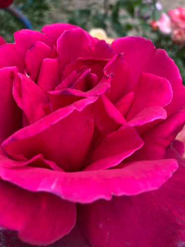 Hybrid Tea Rose 'Pink Peace' - 1 or 2 bare root - Free delivery within the UK