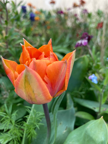 Tulip 'Hermitage' - 10, 15 or 20 bulbs - Free delivery within the UK