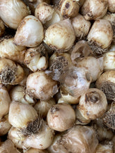 Load image into Gallery viewer, Grape Hyacinth (Mountain Lady) 5, 10, 20 or 50 bulbs - Free delivery within the UK