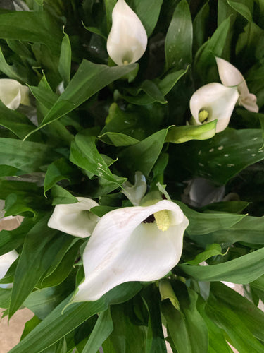 3 x White 'Albomaculata' Calla Lily (Tuber) FREE UK Delivery