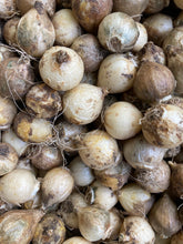Load image into Gallery viewer, Striped Squill / Russian Snowdrop (Puschkinia scilloides) - 10 or 20 bulbs - Free delivery within the UK