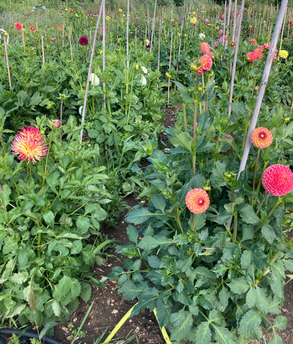 Mixed colours of pompon flowered Dahlia - 3 or 5 tubers - Free delivery within the UK
