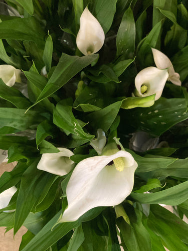 White 'Aethiopica' Calla Lily (Tuber) FREE UK Delivery