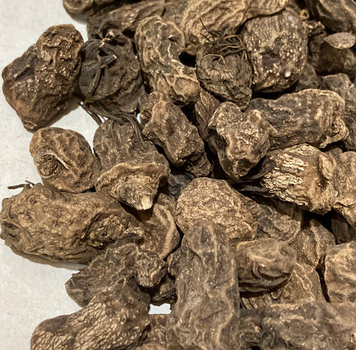 Red Anemone coronaria 'Hollandia' 5, 10 or 30 corms - Free delivery within the UK