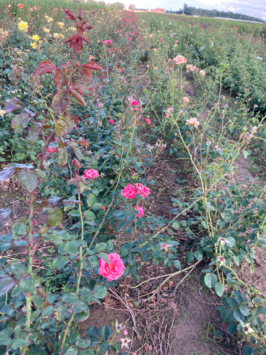 Climbing Rose 'Pink Perpetue' - 1 or 2 bare root - Free delivery within the UK