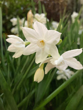 Load image into Gallery viewer, Daffodil 'Paperwhite' (Narcissus papyraceus) 5, 10 or 30 bulbs - Free delivery within the UK