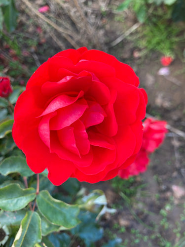 Floribunda Rose ‘Scarlet Queen Elizabeth' - 1 bare root - Free delivery within the UK