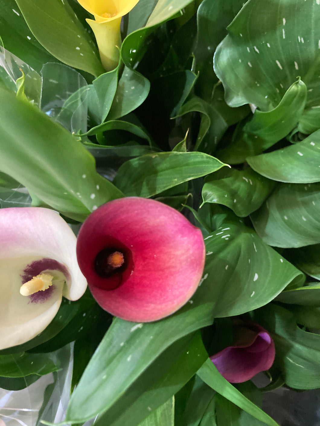 Red Calla Lily (Zantedeschia) - 3, 6 or 10 tubers - Free delivery within the UK