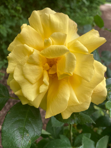 Floribunda Rose 'Chinatown' - 1 or 2 bare root - Free delivery within the UK