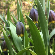 Load image into Gallery viewer, Fox&#39;s Grape Fritillary (Fritillaria uva vulpis) - 5, 10, 20 or 50 bulbs - Free delivery within the UK