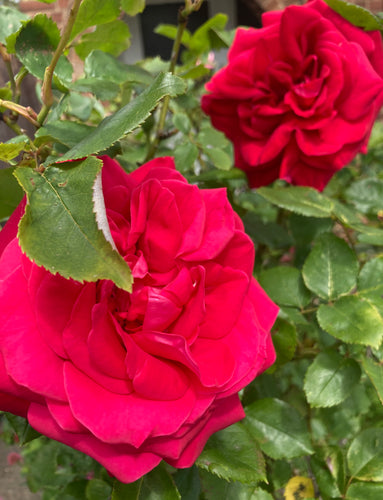 Hybrid Tea Rose 'Ruby Wedding' - 1 or 2 bare root - Free delivery within the UK