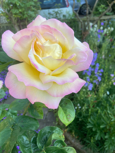 Hybrid Tea Rose 'Peace' - 1 or 2 bare root - Free delivery within the UK
