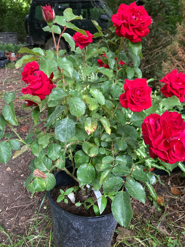 Floribunda Rose 'Evelyn Fison' - 2 bare root - Free delivery within the UK