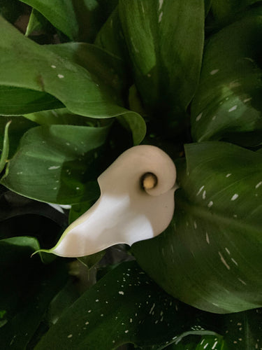 'Black Eyed Beauty' Calla Lily (Tuber) FREE UK Delivery