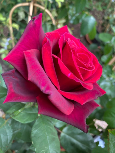 Hybrid Tea Rose 'Deep Secret' - 1 or 2 bare root - Free delivery within the UK
