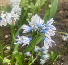Load image into Gallery viewer, Striped Squill / Russian Snowdrop (Puschkinia scilloides) - 10 or 20 bulbs - Free delivery within the UK