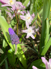 Load image into Gallery viewer, Glory of the Snow 'Pink Giant' (Chionodoxa forbesii) 10, 20 or 50 bulbs