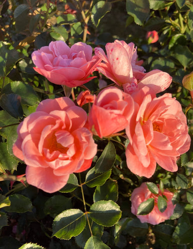 Floribunda Rose 'Queen Elizabeth' - 1 or 2 bare root - Free delivery within the UK