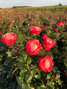 Climbing Rose bicolour 'Handel' - 1 or 2 bare root - Free delivery within the UK