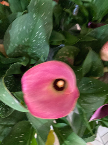 5 x Pink 'Rehmannii' Calla Lily (Tuber) FREE UK Delivery