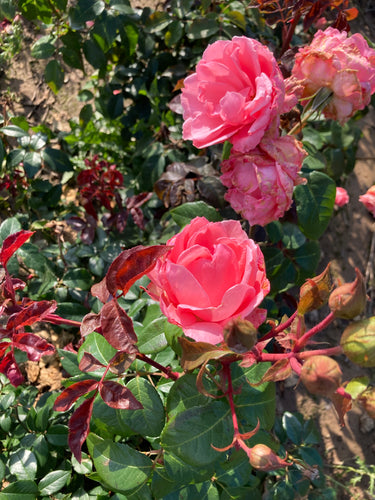 Large pink Floribunda Rose bush - 2 bare root - Free delivery within the UK