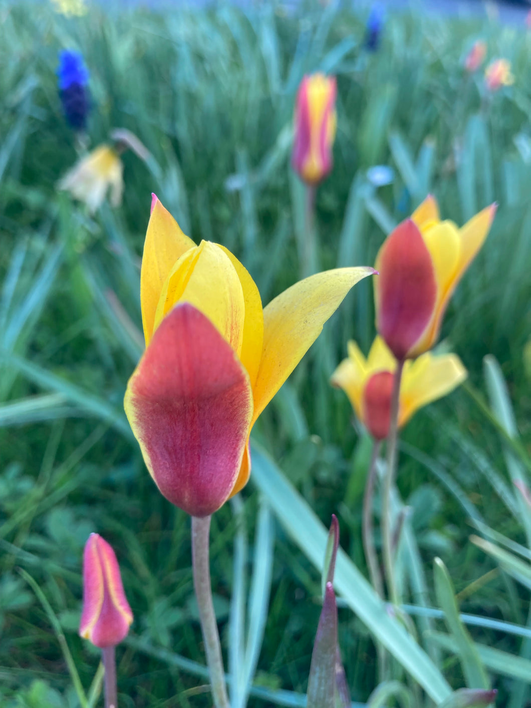 Botanical Tulip bulbs -Tulipa kolpakowskiana - 10, 15 or 20 bulbs - Free delivery within the UK