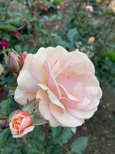 Hybrid Tea Rose 'Elizabeth Harkness' - 1 or 2 bare root - Free delivery within the UK