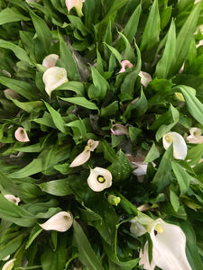 White Calla Lily (Zantedeschia aethiopica) - 1, 2 or 3 tubers - Free delivery within the UK