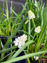 Load image into Gallery viewer, Grape Hyacinth &#39;White Magic&#39; (Muscari aucheri) 5 or 10 bulbs - Free delivery within the UK