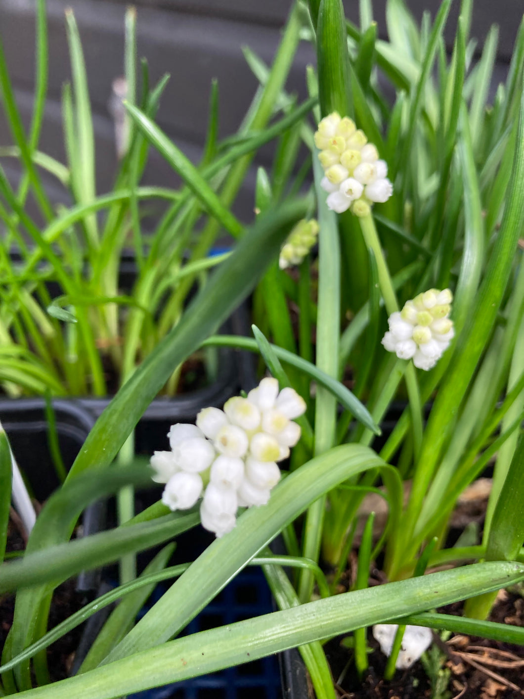 Grape Hyacinth 'White Magic' (Muscari aucheri) 5 or 10 bulbs - Free delivery within the UK