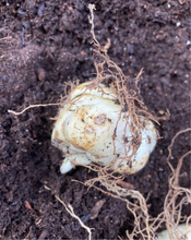 Load image into Gallery viewer, Crown Imperial &#39;Rubra Maximus&#39; (Fritillaria imperialis) 2, 3 or 5 bulbs
