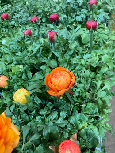 Mixed colours of Rose of The Spring / Buttercup (Ranunculus) - 10, 15, 20 or 30 corms - Free delivery within the UK