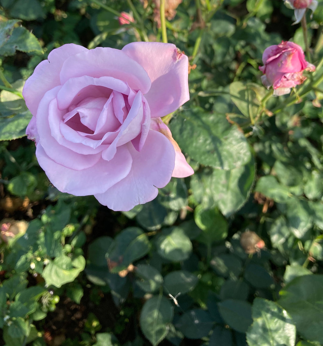 Climbing Rose 'Blue Moon' - 1 bare root - Free delivery within the UK