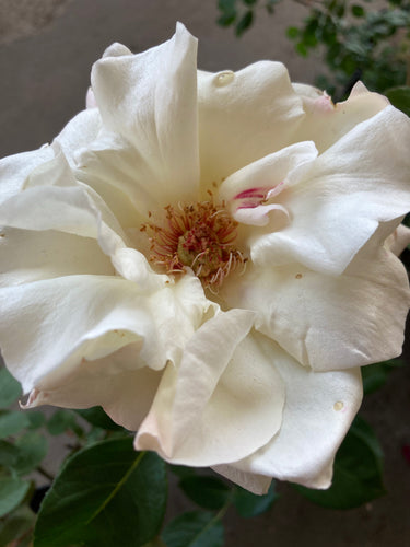 Hybrid Tea Rose 'Pascali' - 1 or 3 bare root - Free delivery within the UK