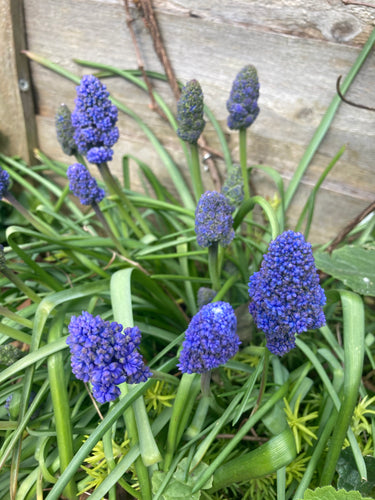 Grape Hyacinth 'Fantasy Creation' (Muscari) - 5 or 50 bulbs - Free delivery within the UK